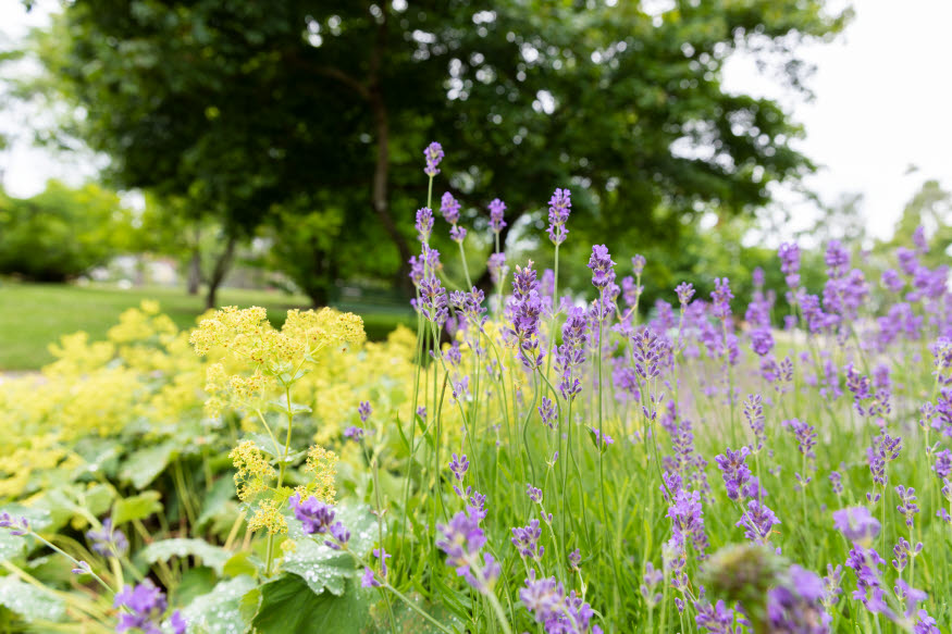 Lila och gula blommor i en rabatt