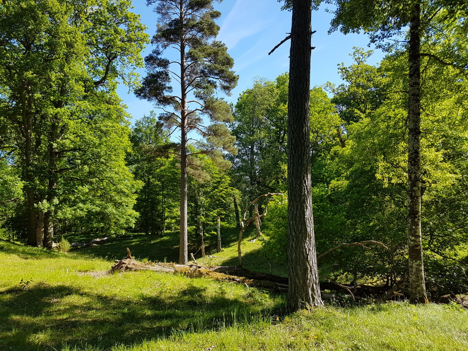 Höga naturvärden