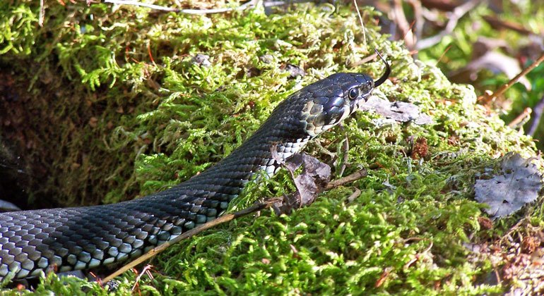 I Långsjöskogen kan du få träffa på en av våra fridlysta ormar - snoken. Den är ofarlig, men vissa personer upplever det som lite läskigt att stöta på en orm. Backa då bara långsamt därifrån.