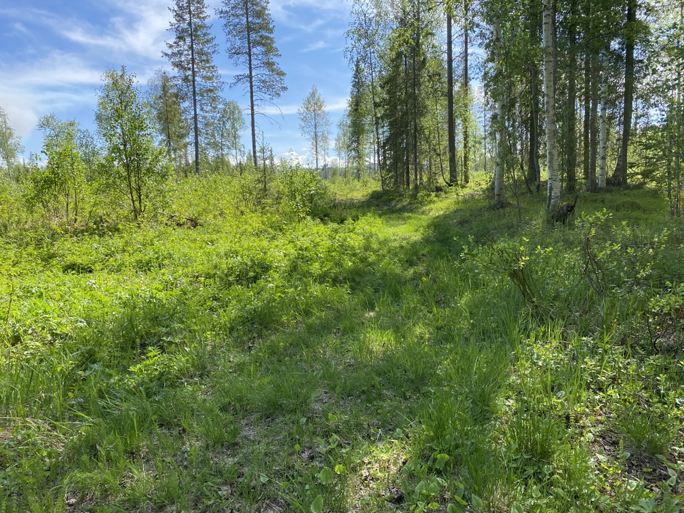 Denna skogscykelstig är ej lämplig för cykling pga eftersatt underhåll