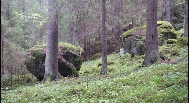 Försjöns kalkbarrskog, Naturreservat