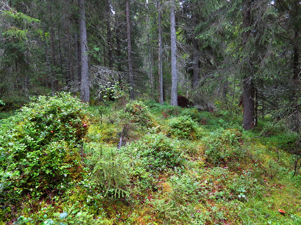 Frodig granskog