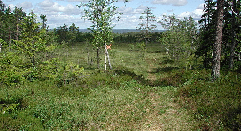 Vy över Danshallmyren.