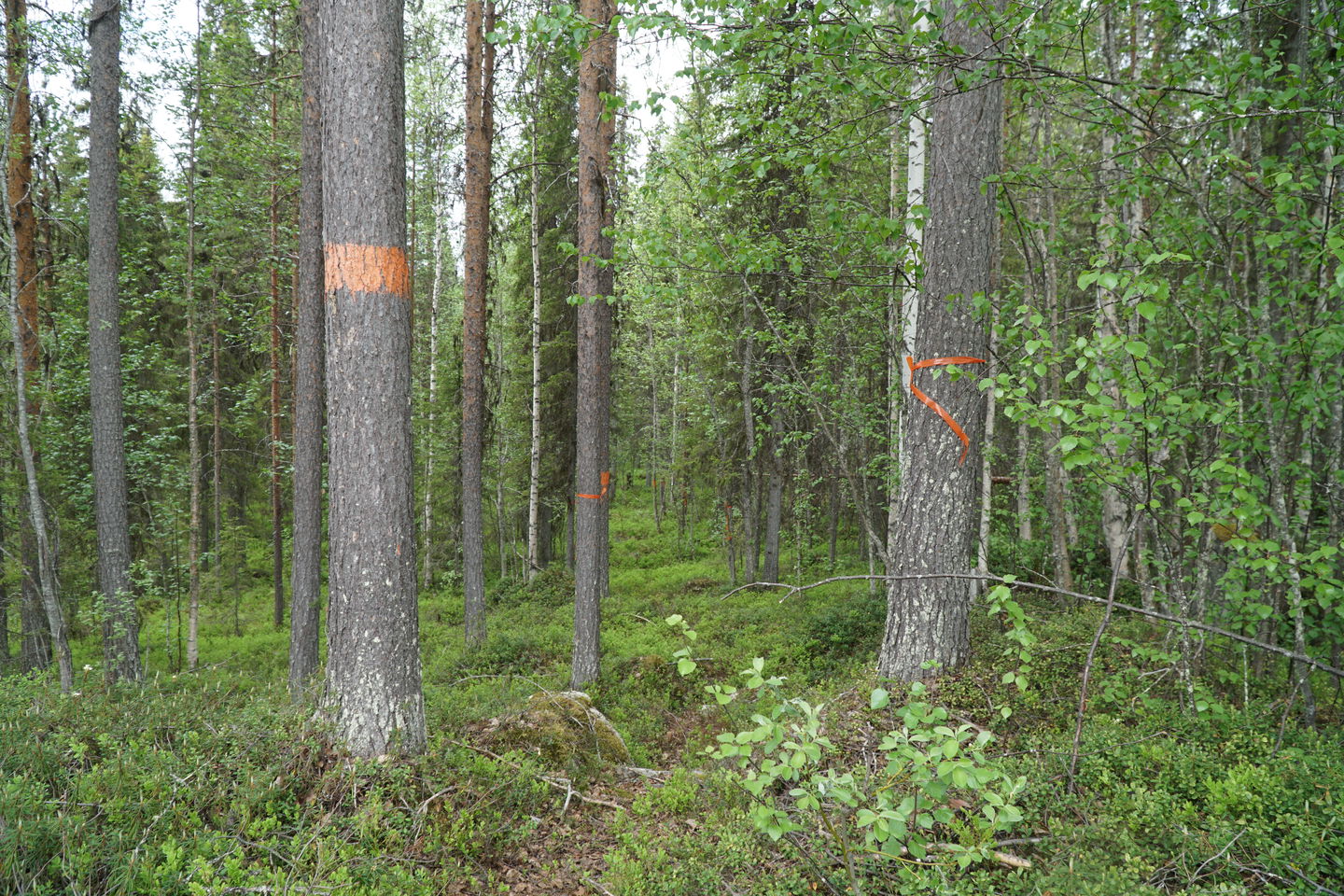 The trail towards the hut