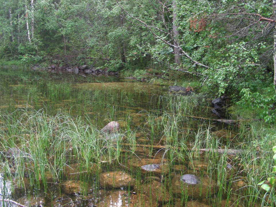 Miljöbild från naturreservatet