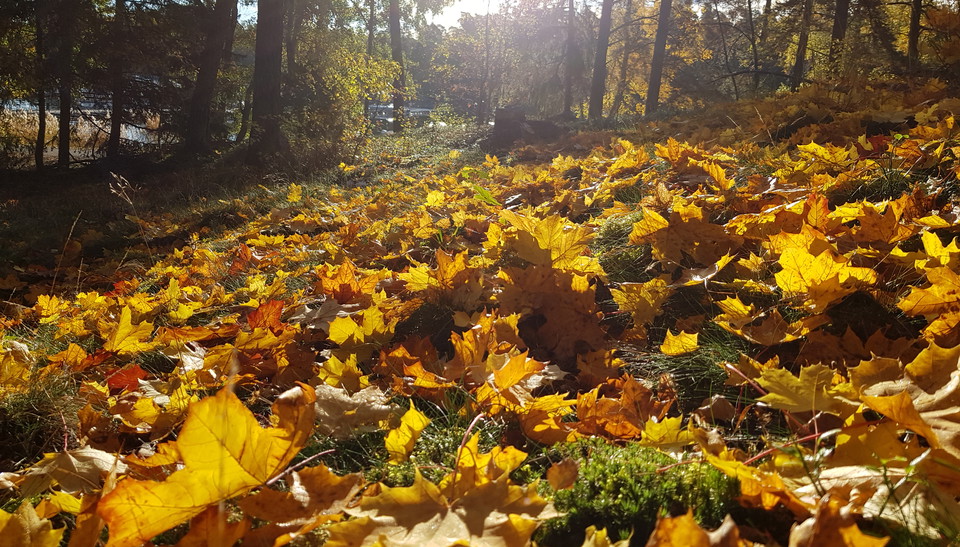 Lönnlöv norr om Bosöhamnen. Foto Lidingö stad