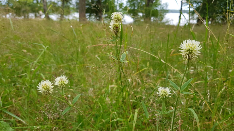 Backklöver. Foto Lidingö stad