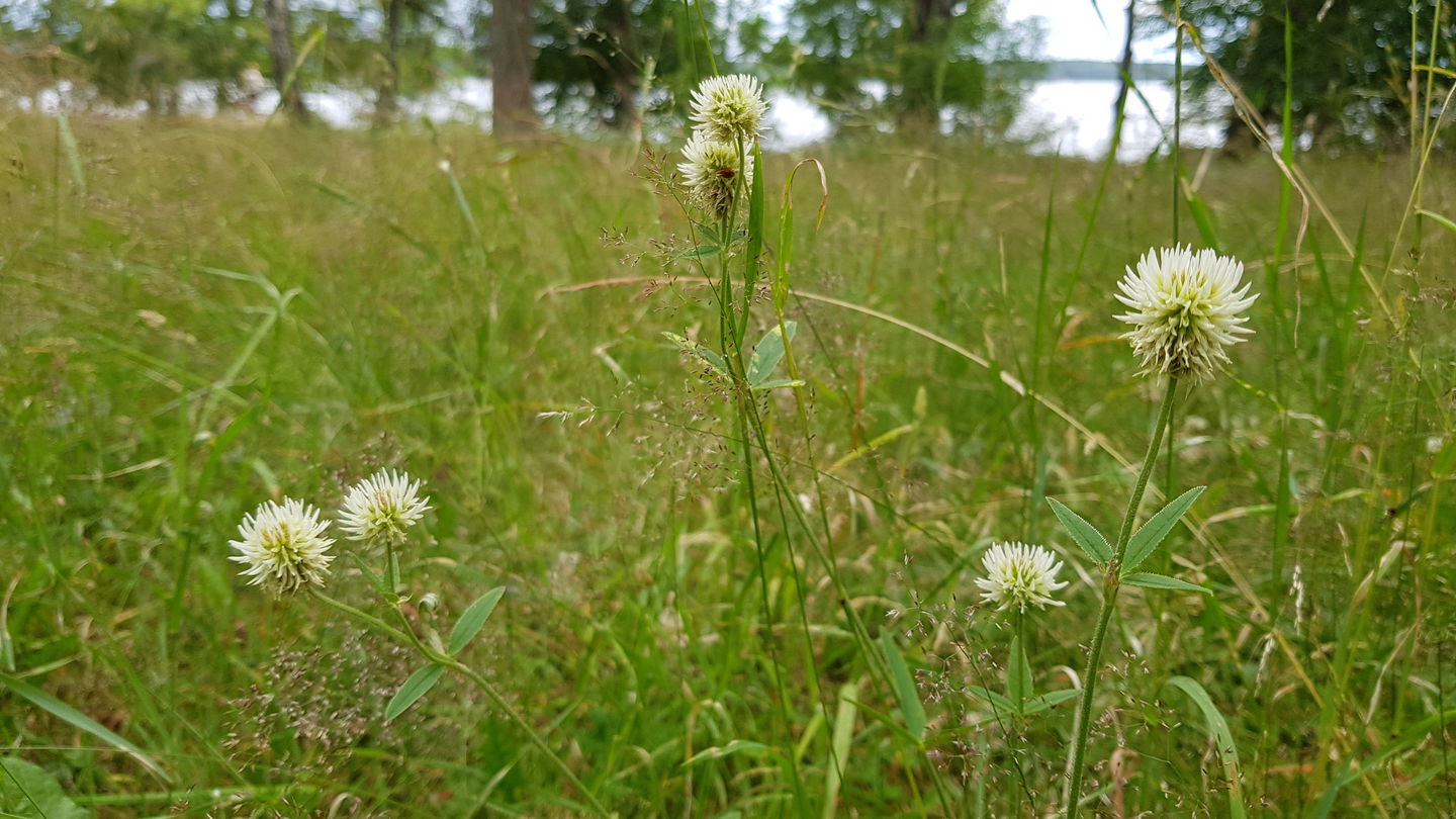 Backklöver. Foto Lidingö stad