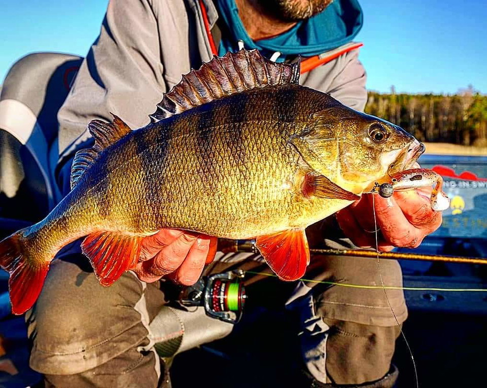 Lär dig mer om abborre