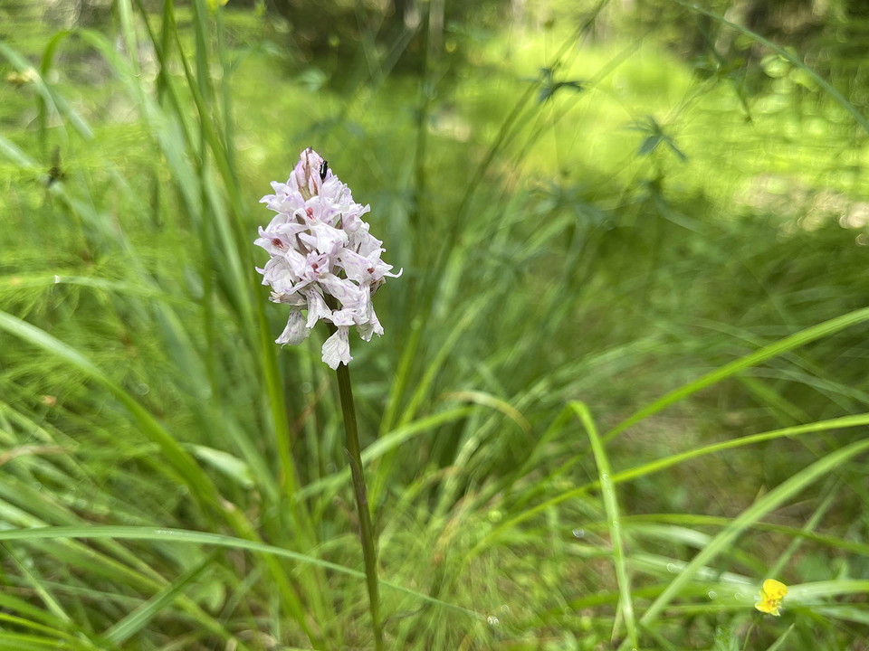 En vit och ljust rosa blomma. Blomställningen växer som i flock med flera små klockliknande blommor.