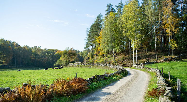 grusväg med hagar vid kanten