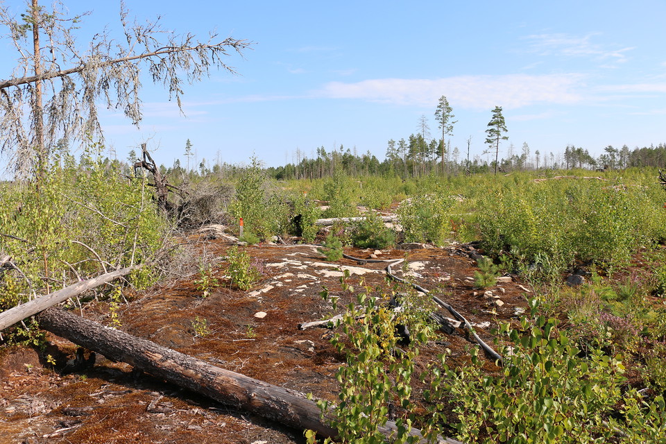Brandslang på mossig berghäll. En knähög stolpe med orange topp bland midjehög grön björksly.