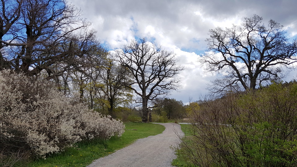 Ekmiljöer vid Ekholmsnäs 5,5 km in i Lidingöloppet. Foto Lidingö stad
