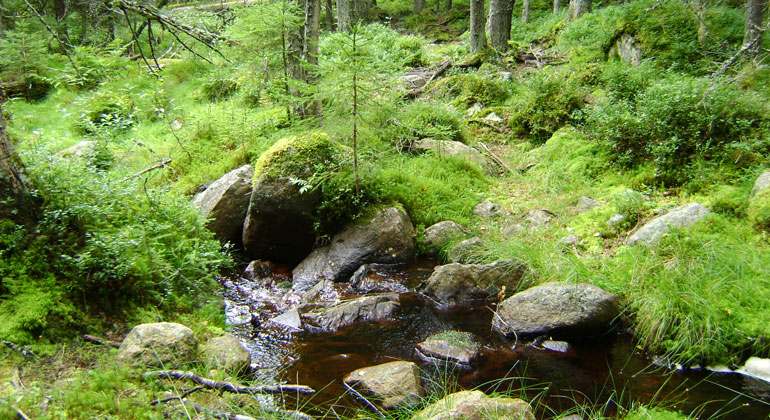 Vatten som rinner i en liten bäck.