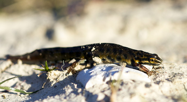 Mindre vattensalamander.