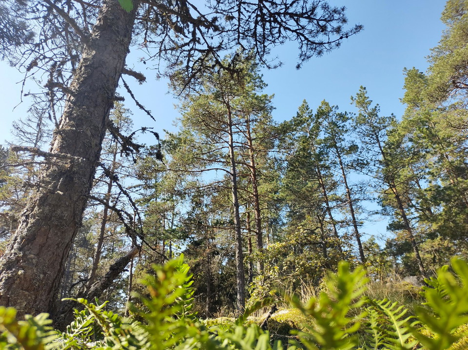 Luftig hällmarksskog