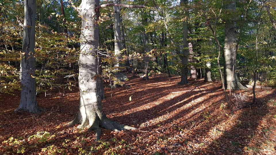 Bokar i Kappsta. Foto Lidingö stad