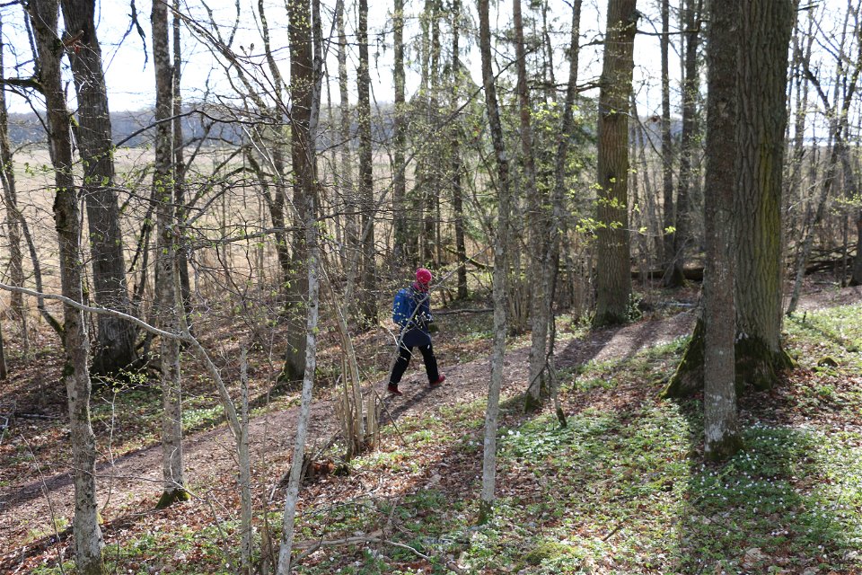 En person går på en stig med skog runtikring.