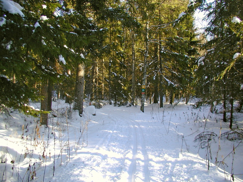 Skidspår genom skogen