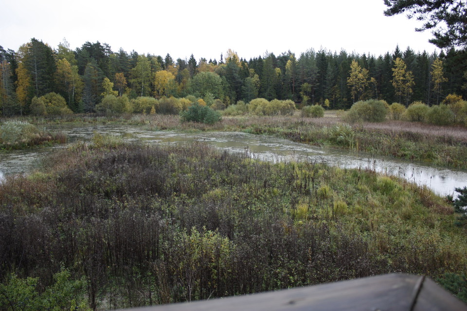 Från ett fågeltorn har man utsikt över våtmark och skog.