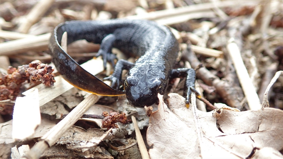 Större vattensalamander vid Rudbodakärret. Foto Lidingö stad