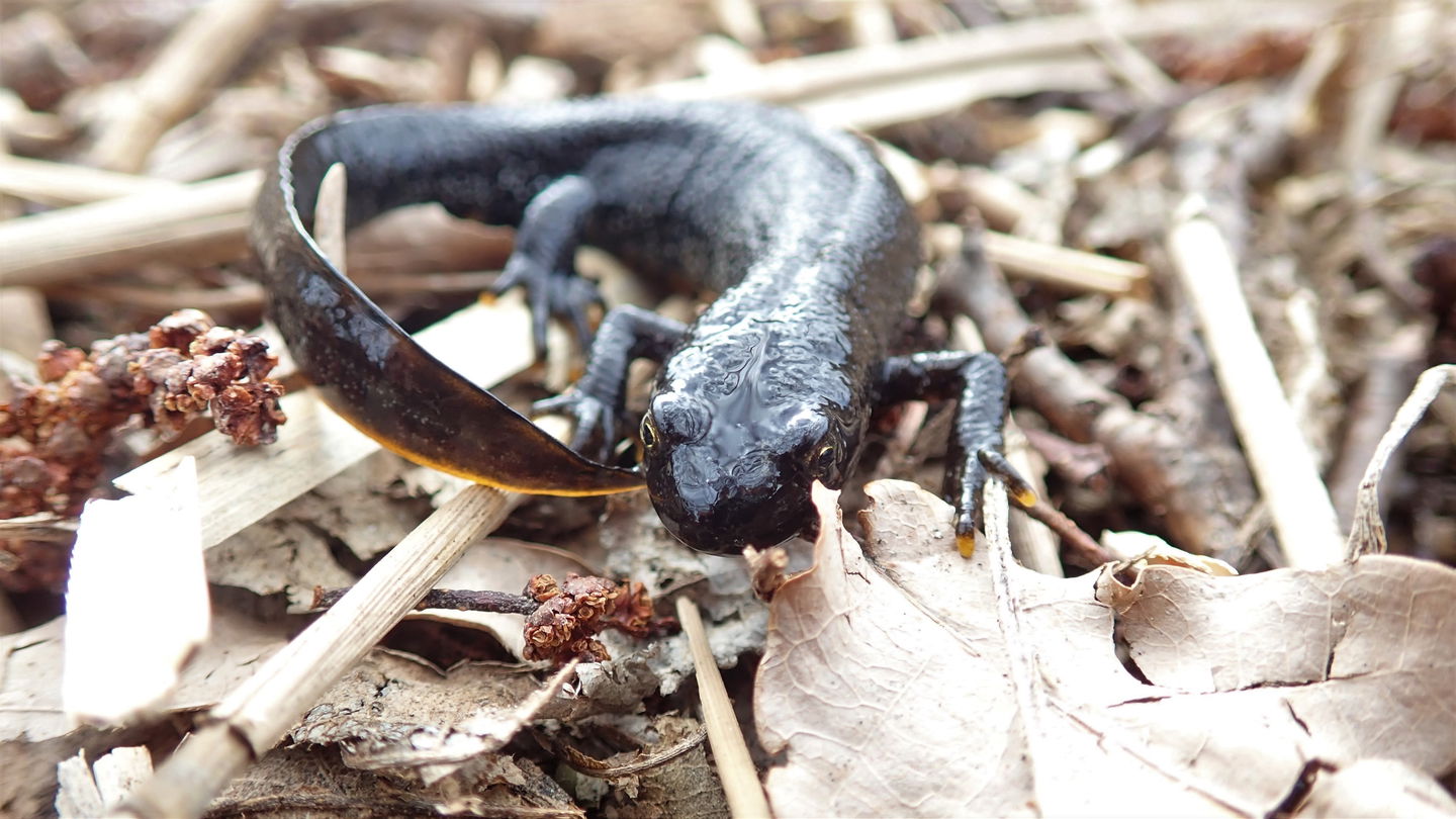 Större vattensalamander vid Rudbodakärret. Foto Lidingö stad