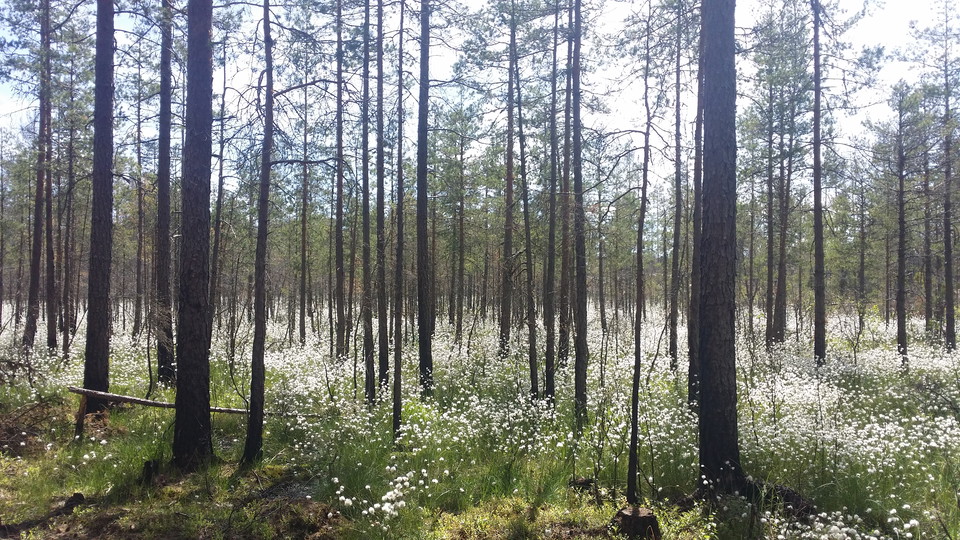 Frodig markvegetation möter tallar.