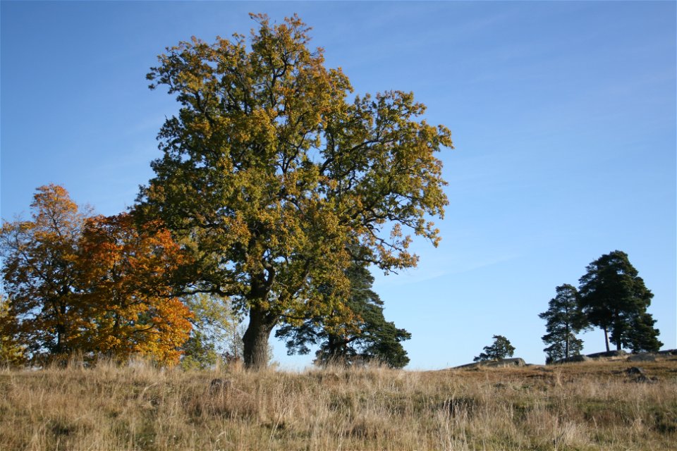 Flera stora träd med löv i varierande färger står på ojämn hagmark med torrt gräs.