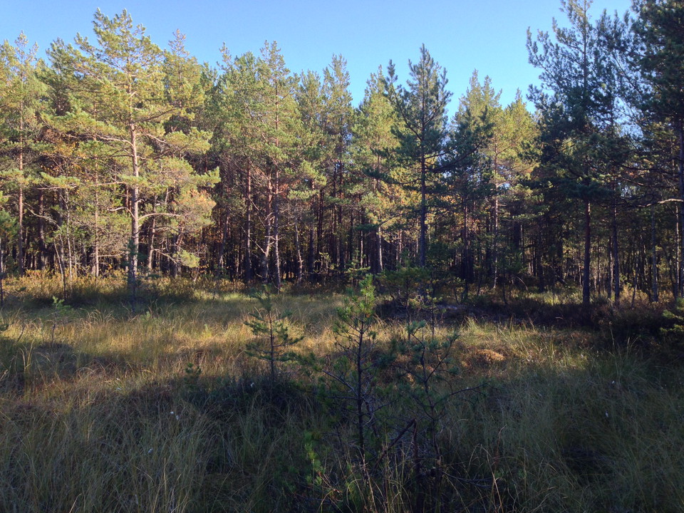 Myr mellan hällmarkerna.