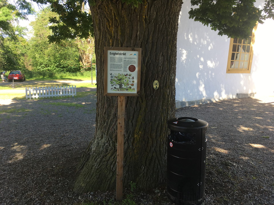 Ett av de många evighetsträden utsedda av Motala kommun i Medevi brunn.