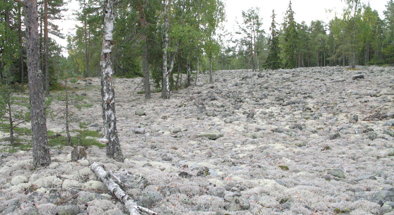 Lisselåsklack är ett klapperstensfält som varit skyddat sedan 60-talet.