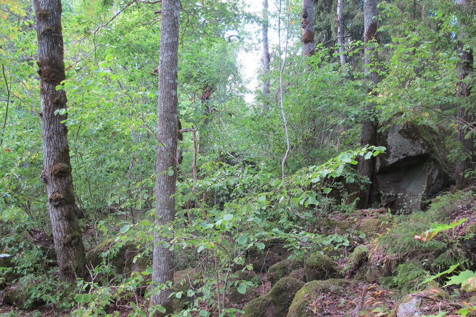 Blockrik terräng i snårig lövskog.