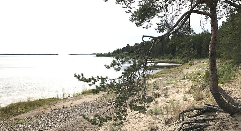 På Torne Furö finns härliga badstränder och en lättvandrad gammelskog.