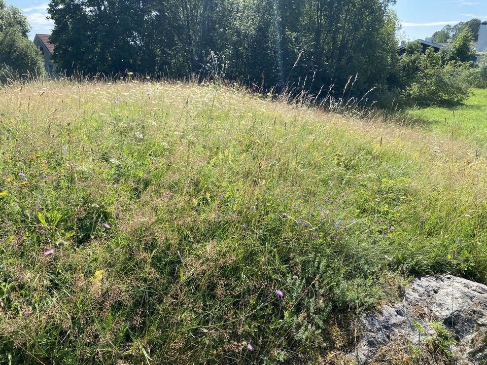 Knappvreten, örtbacke. Bilden visar en blommande äng på en kulle med träd i bakgrunden.