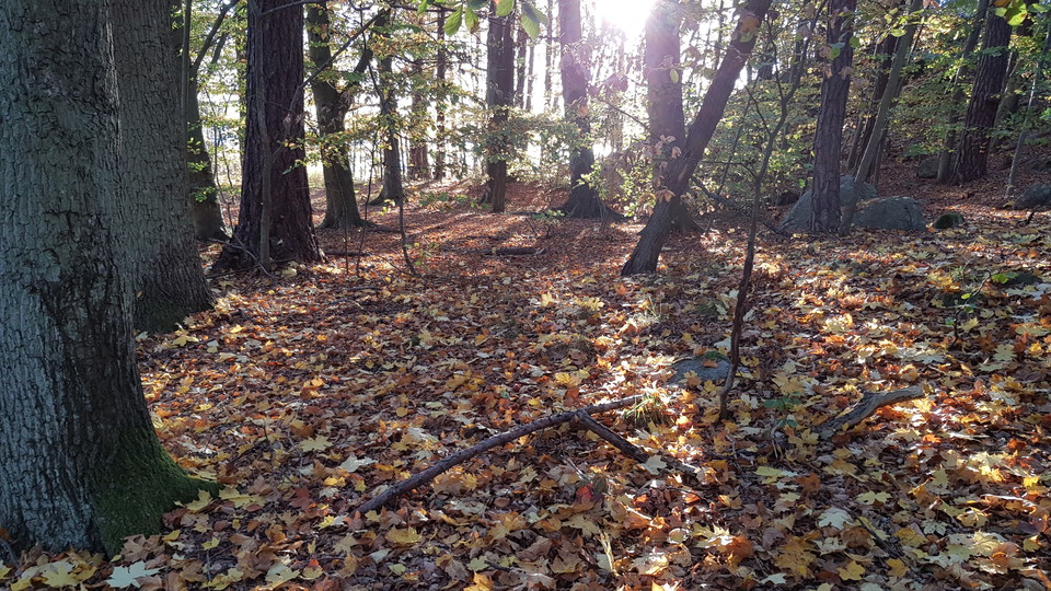 Lövskog i Kappsta. Foto Lidingö stad