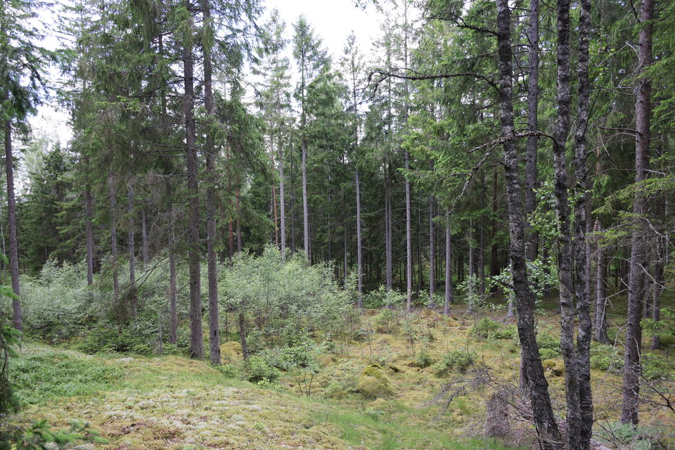 Foto: Niklas Kämpargård
