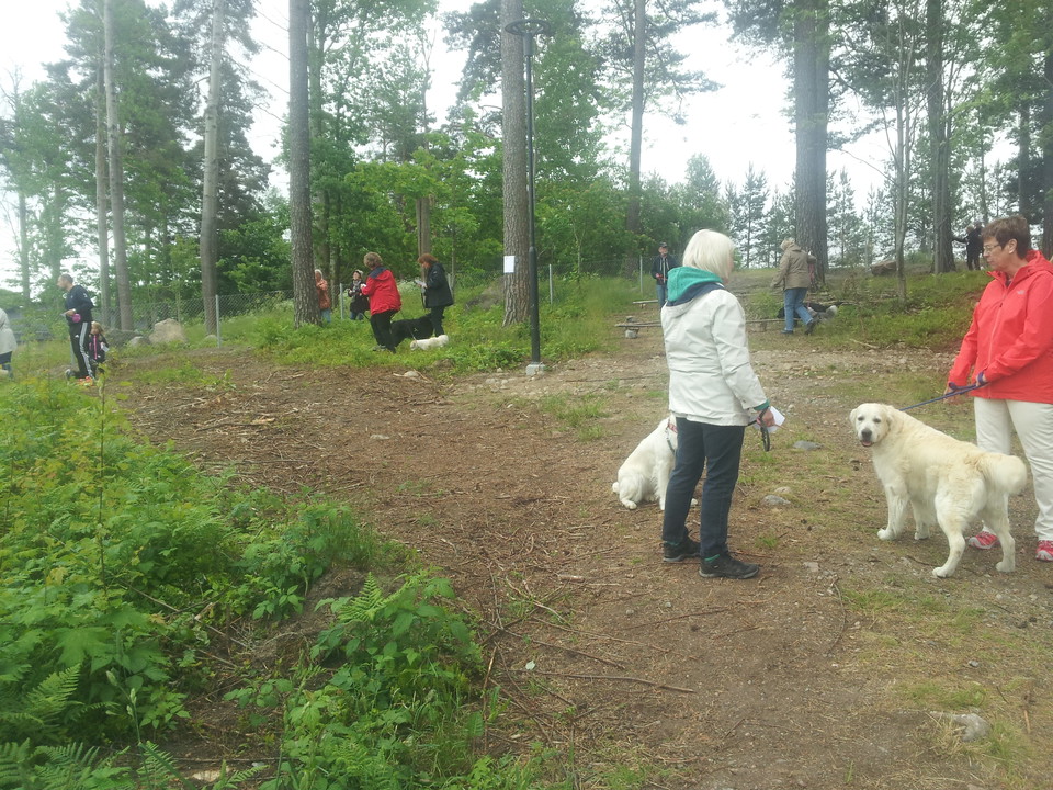 Flertal människor och hundar i skogen
