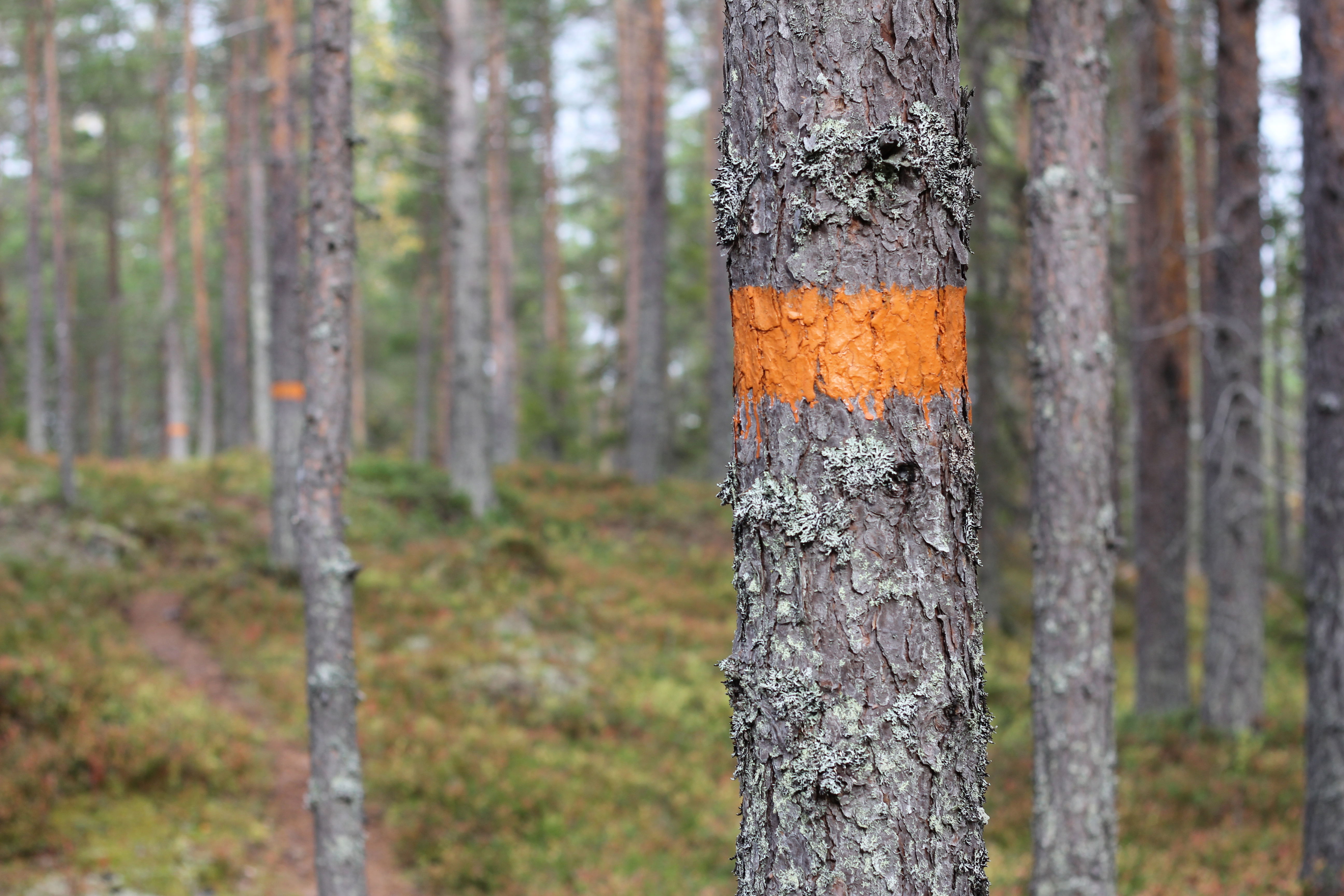 Västermark, vandringsled