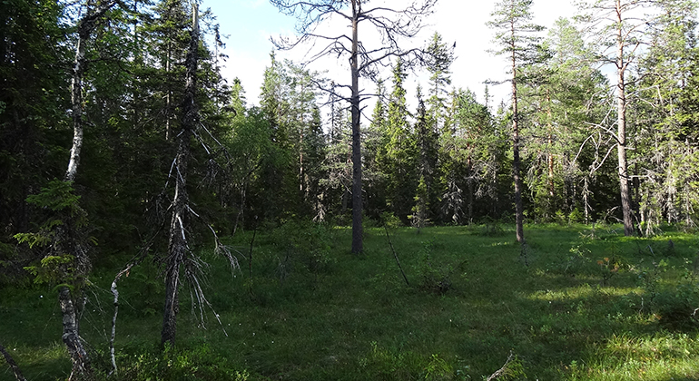 Höljberget, Naturreservat