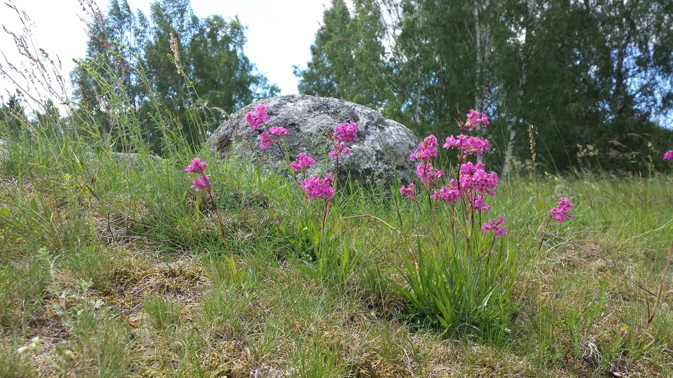Tjärblomster