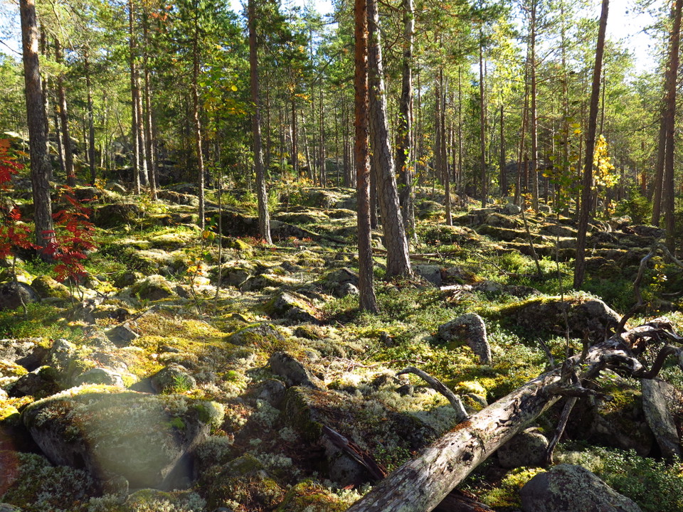 En skog med stenig mark och glest mellan träden.