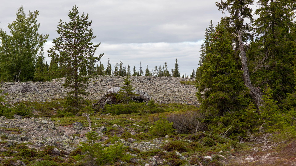 Utsikt över stenfält med små granar och andra träd här och där.