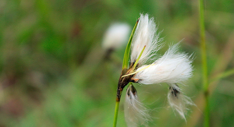 Gräsull.