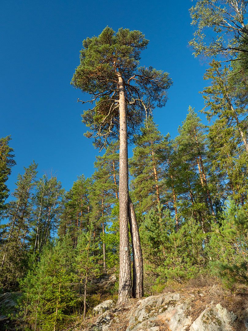Naturminnesskyddade trädet "Dalsvedstallen"