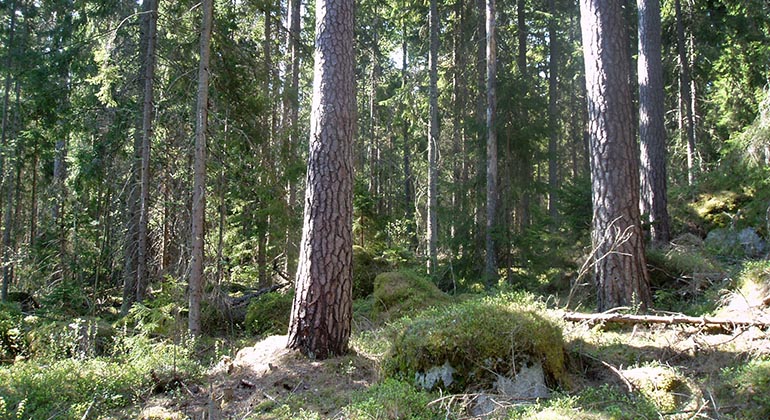Kulabeståndet.