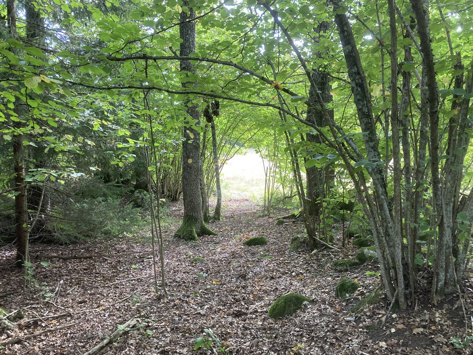 Hasselgrenar böjer sig ut över stigen. I bakgrunden står raka ekar och öppen mark skymtar längst bort.