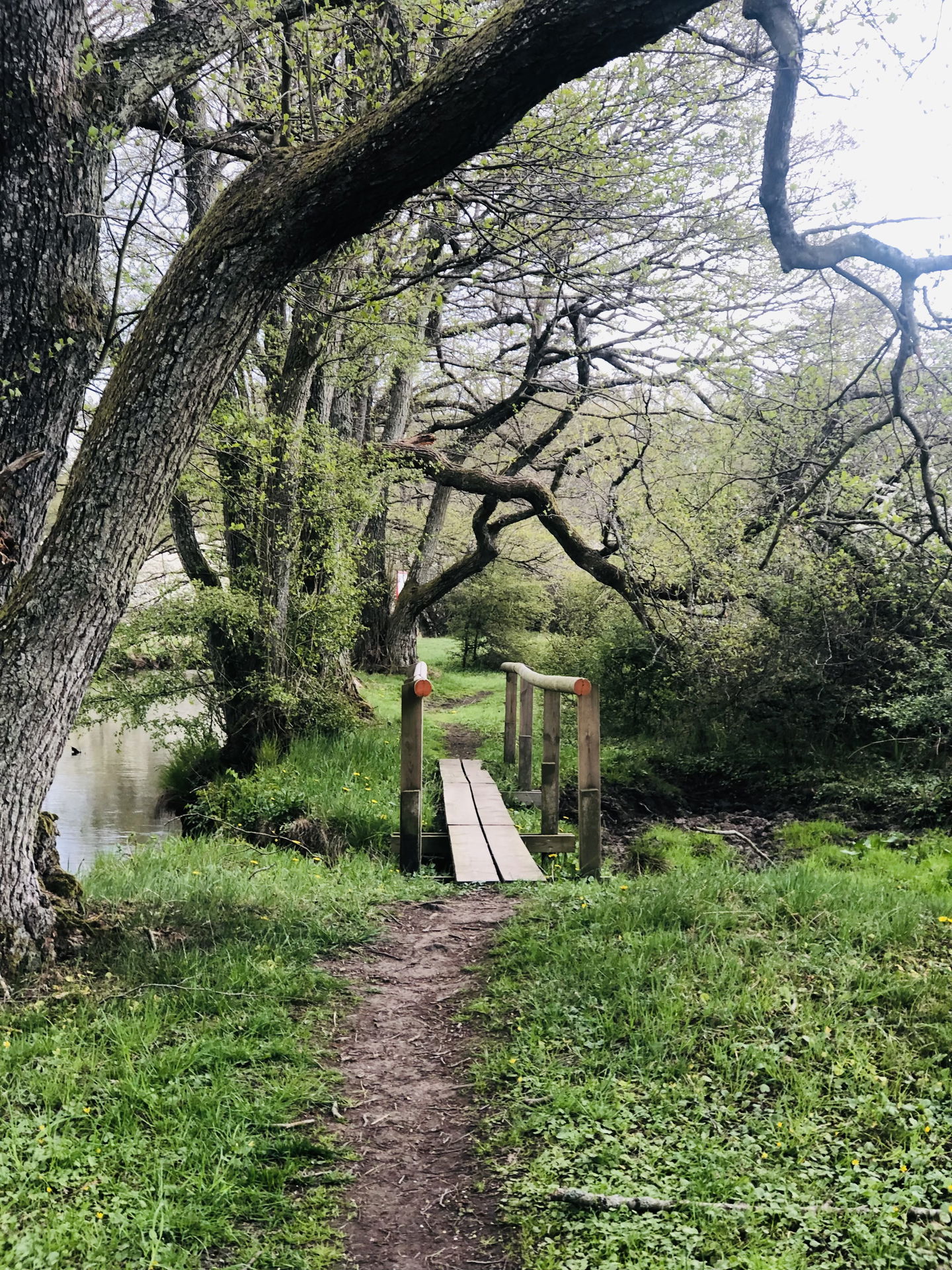 Spång, skogsstig Bröms