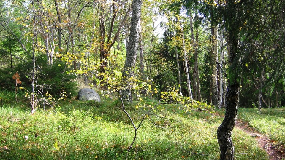 Blandskog i södra Sticklinge. Foto Lidingö stad