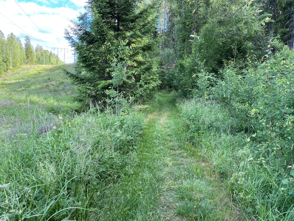Delar av leden följer elljusspåret som försiktigt letar sig in i skogen.