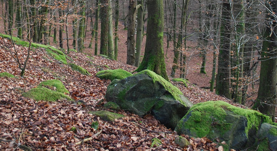 Hjällen naturreservat